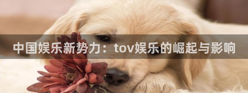 天狮娱乐：中国娱乐新势力：tov娱乐的崛起与影响